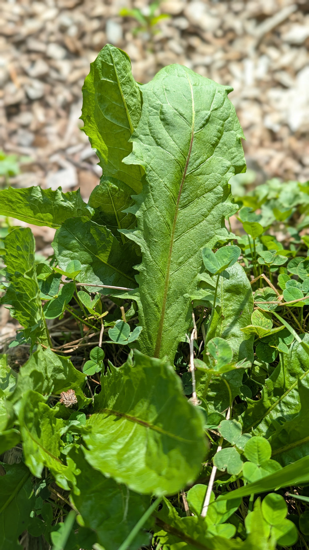 Dandelion Tincture