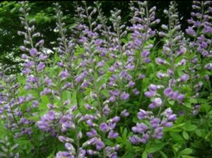 Skullcap (Scutellaria lateriflora) Plant