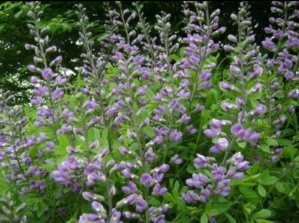 Skullcap (Scutellaria lateriflora) Plant