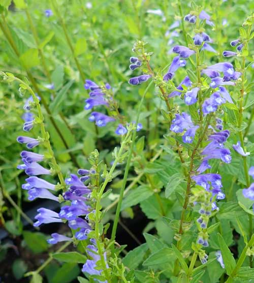Barbat Skullcap (Scutellaria Barbata) Live Plant 3-4" pot