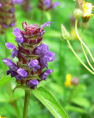 Self-Heal Plant