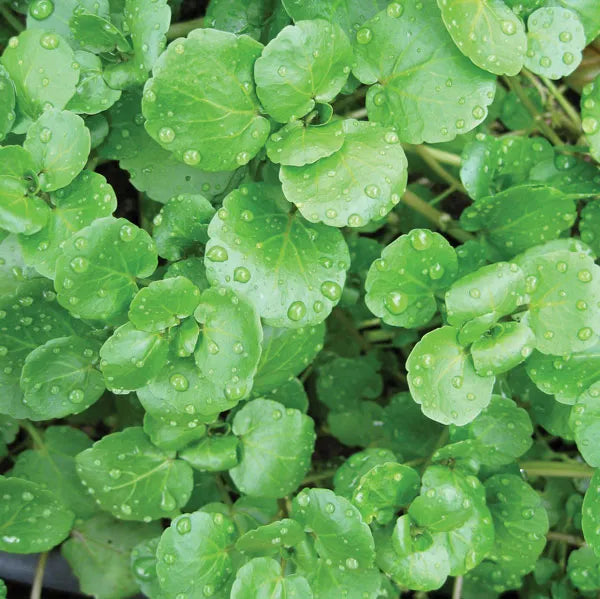 Watercress Plant