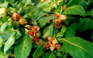 Ashwagandha (Withania somnifera)