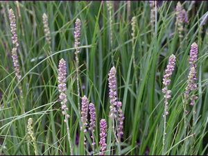anemarrhena asphodeloides (zhi mu) in flower