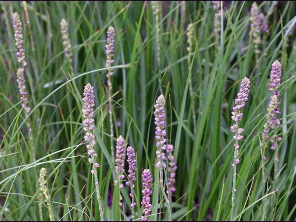 anemarrhena asphodeloides (zhi mu) in flower