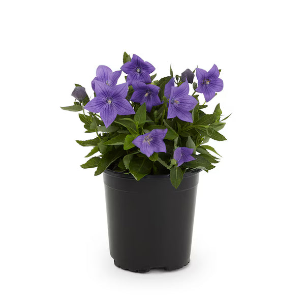 Balloonflower (Jie Geng) Live Plant 3-4" pot