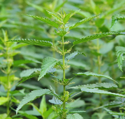 Stinging Nettle (Urticaria dioica) Plant