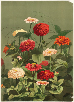 Zinnia Flower Mix