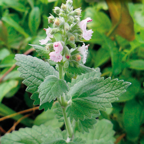 Catnip (Nepeta cataria) Plant