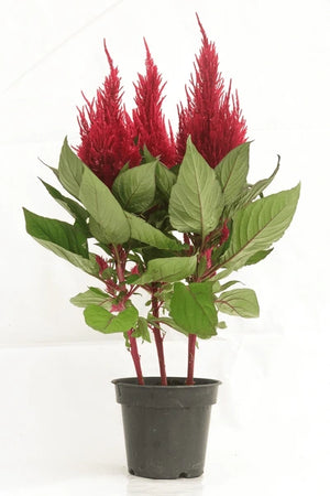 Celosia / Cock's Comb Live Plant 3-4" pot