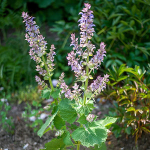 Clary Sage Live Plant 3-4" pot