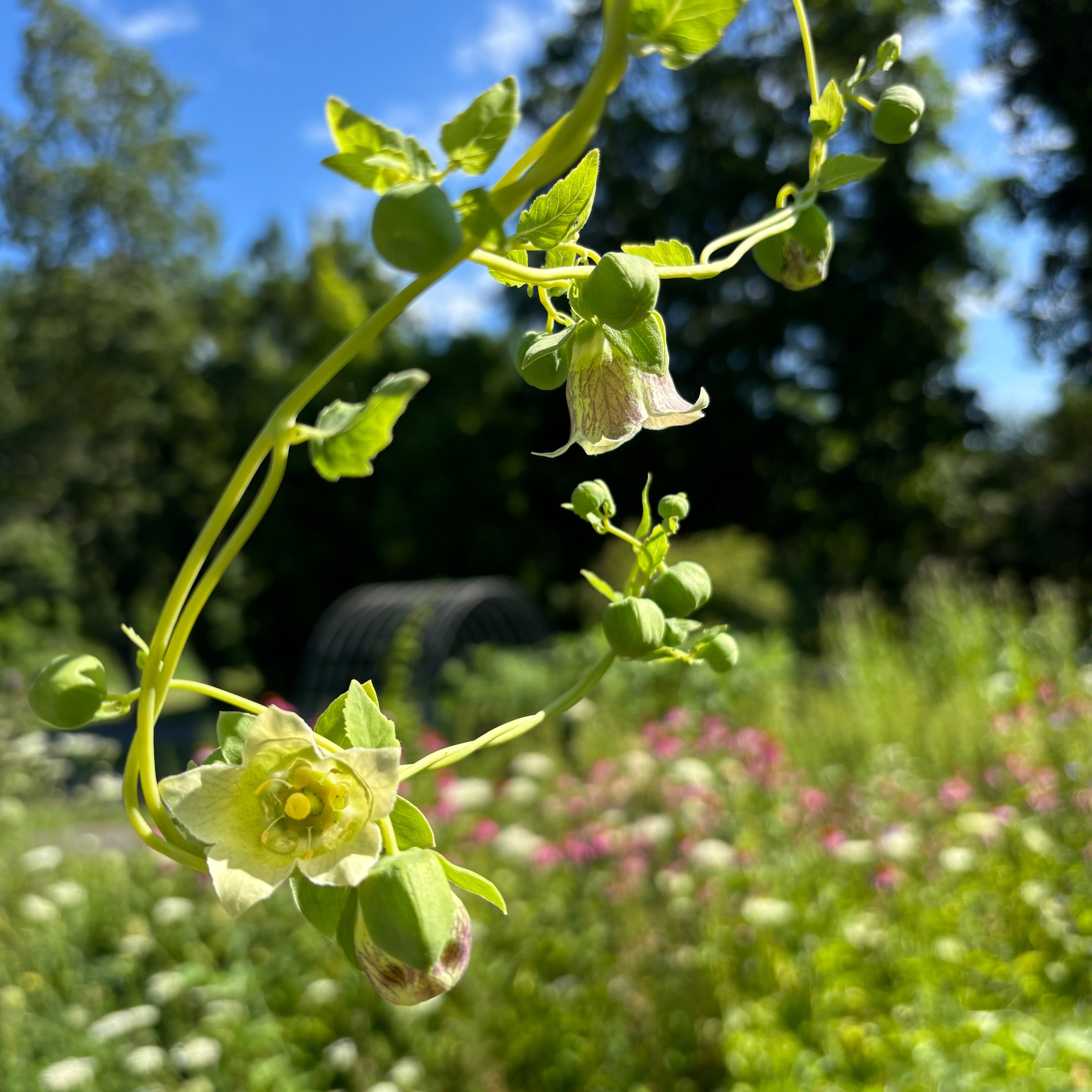 codonopsis in flower