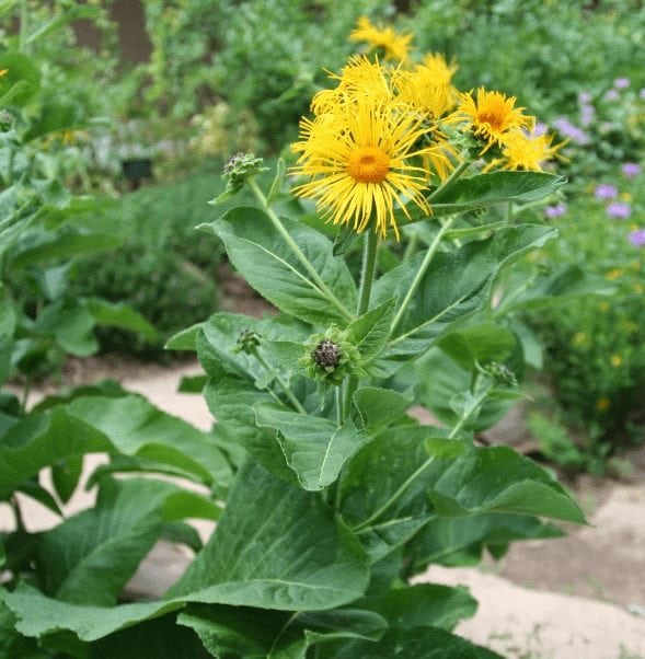 Elecampane Plant