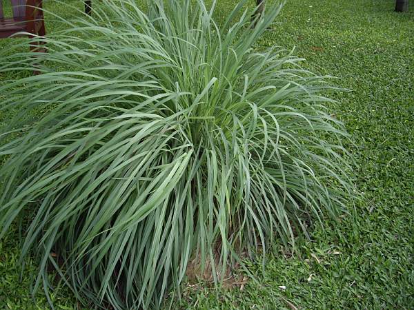 Lemongrass (Cymbopogon citratus) Live Plant 3-4" pot