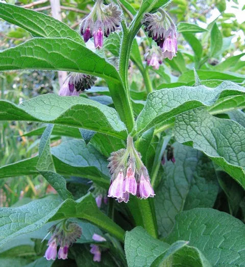 Comfrey Plant