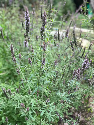 Japanese Catnip (jing jie/schizonepeta tenuifolia)  Live Plant 3-4" pot