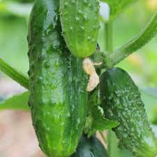 Socrates Cucumber