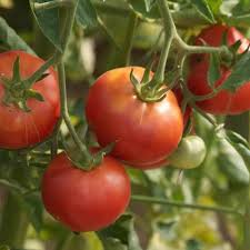 Tomatoes (Solanum lycopersicum) Live Plant quart pot