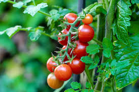 Tomatoes (Solanum lycopersicum) Live Plant quart pot
