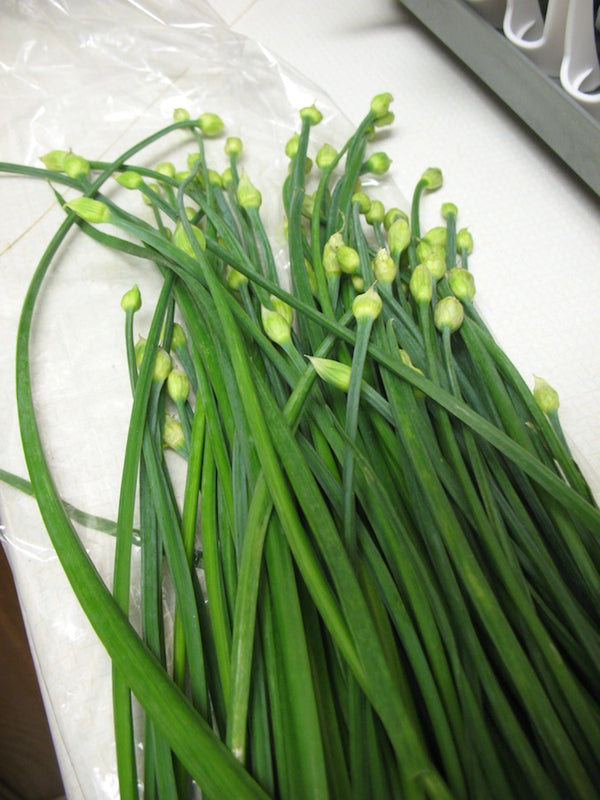 Chinese Garlic Chives Plant