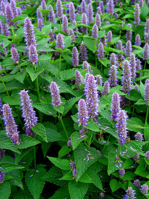 Anise Hyssop Plant
