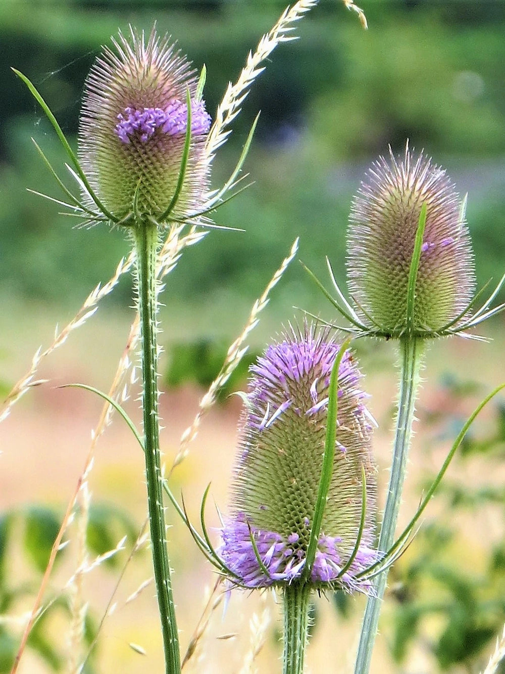 Teasel (Dipsacus fallonum) Plant