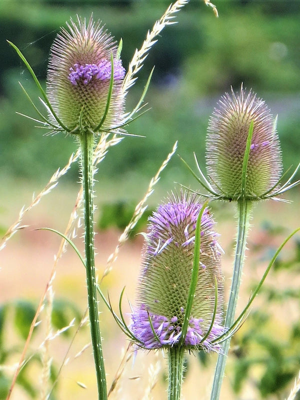 Teasel (Dipsacus fallonum) Plant