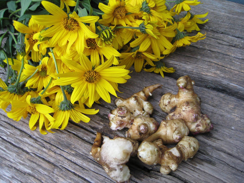 Jerusalem Artichoke Plant