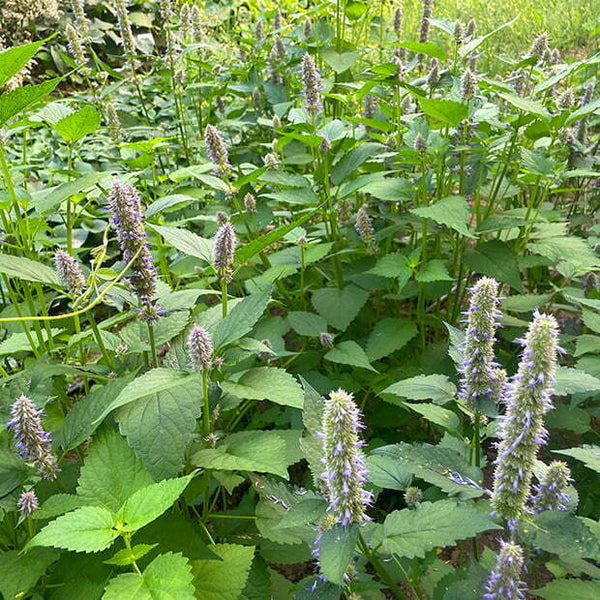 Korean Mint (Agastache rugosa) Live Plant  4-6" pot
