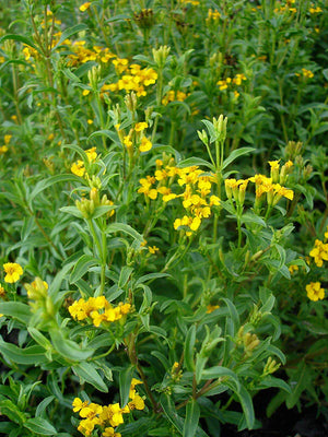 Mexican Tarragon (Tagetes lucida) Live Plant 3-4" pot