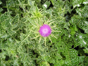 Milk Thistle Plant