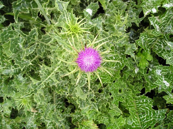 Milk Thistle Plant