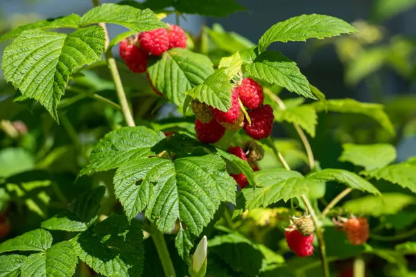 Wild Rasperry Plant