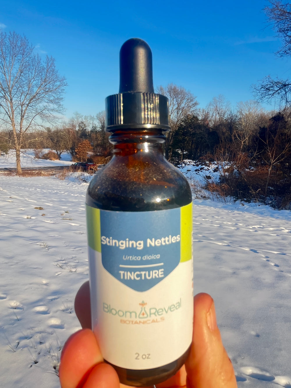 Stinging Nettle