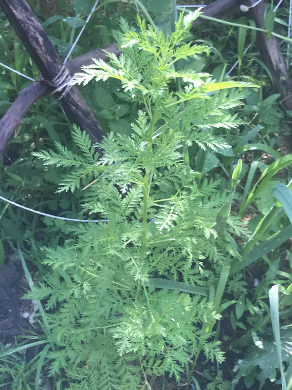 Artemisia (Sweet Wormwood) Tincture
