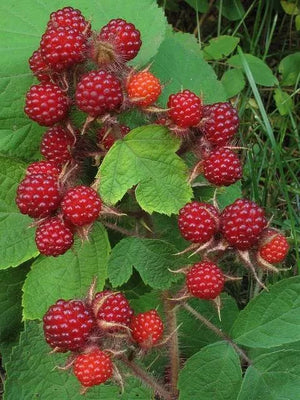 Wineberry Plant