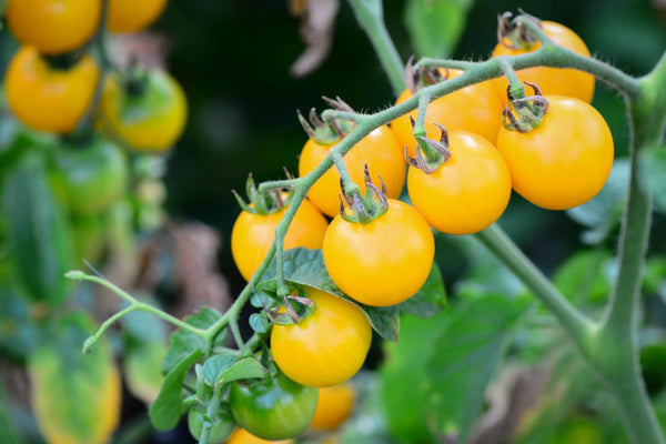 Tomatoes (Solanum lycopersicum) Live Plant quart pot