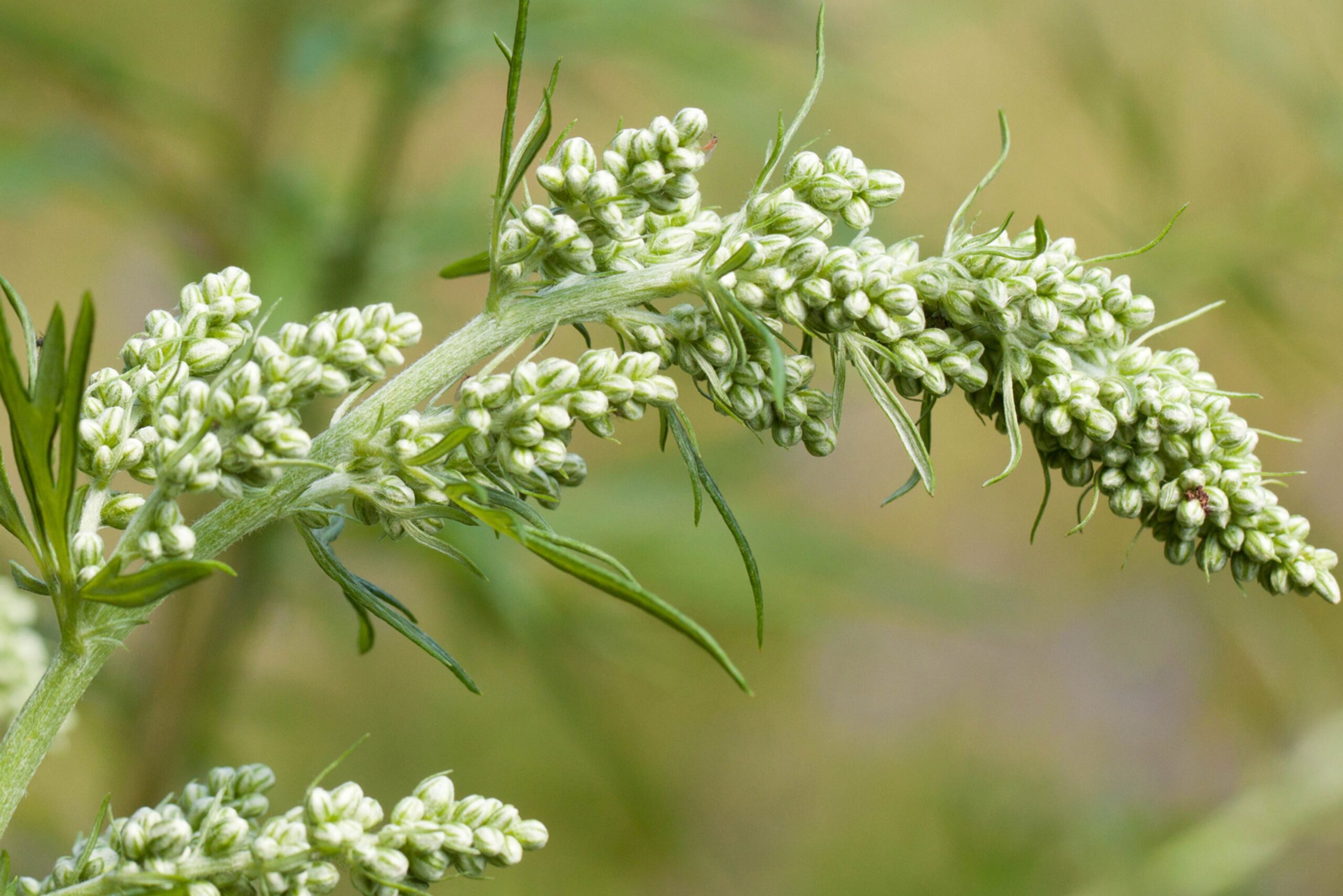 Wormwood Uses & Benefits in Herbal Medicine - Bloom + Reveal Botanicals