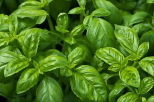 Basil, Ocimum basilicum