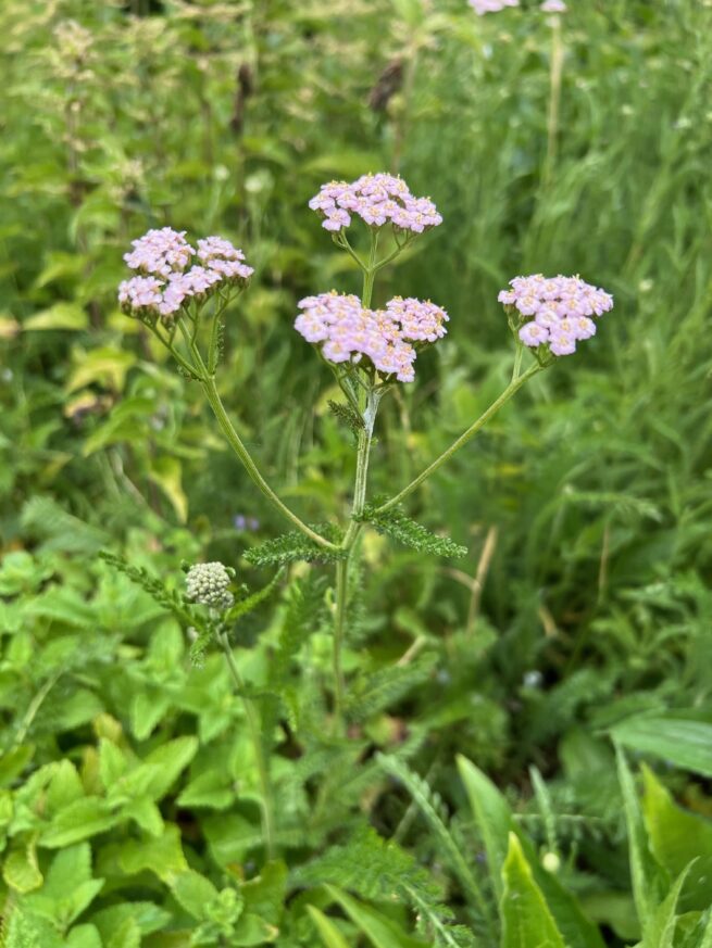Yarrow (Achillea millefolium)