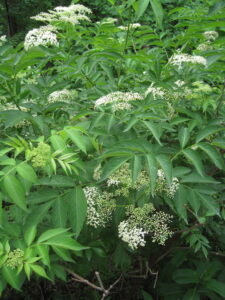 Elderberry (Sambucus nigra)