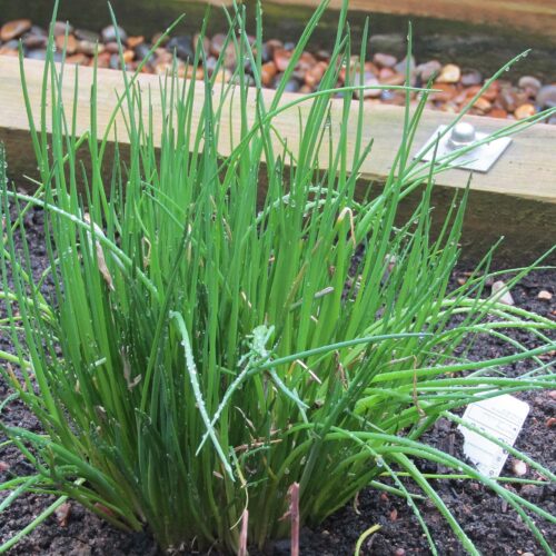 Chives