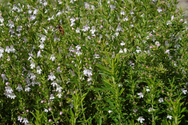 Winter Savory