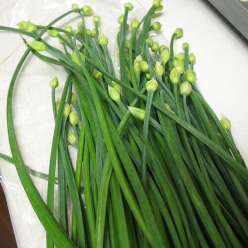 Chinese Garlic Chives