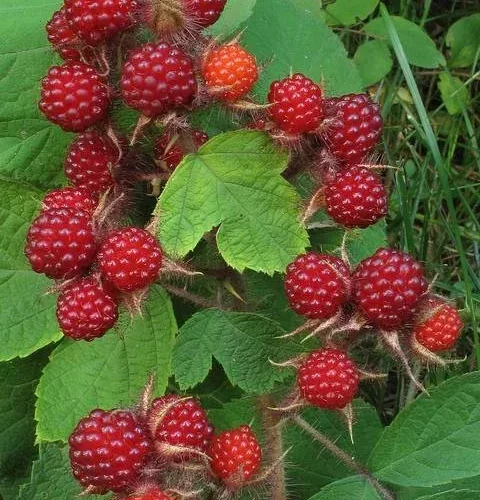 Wineberry